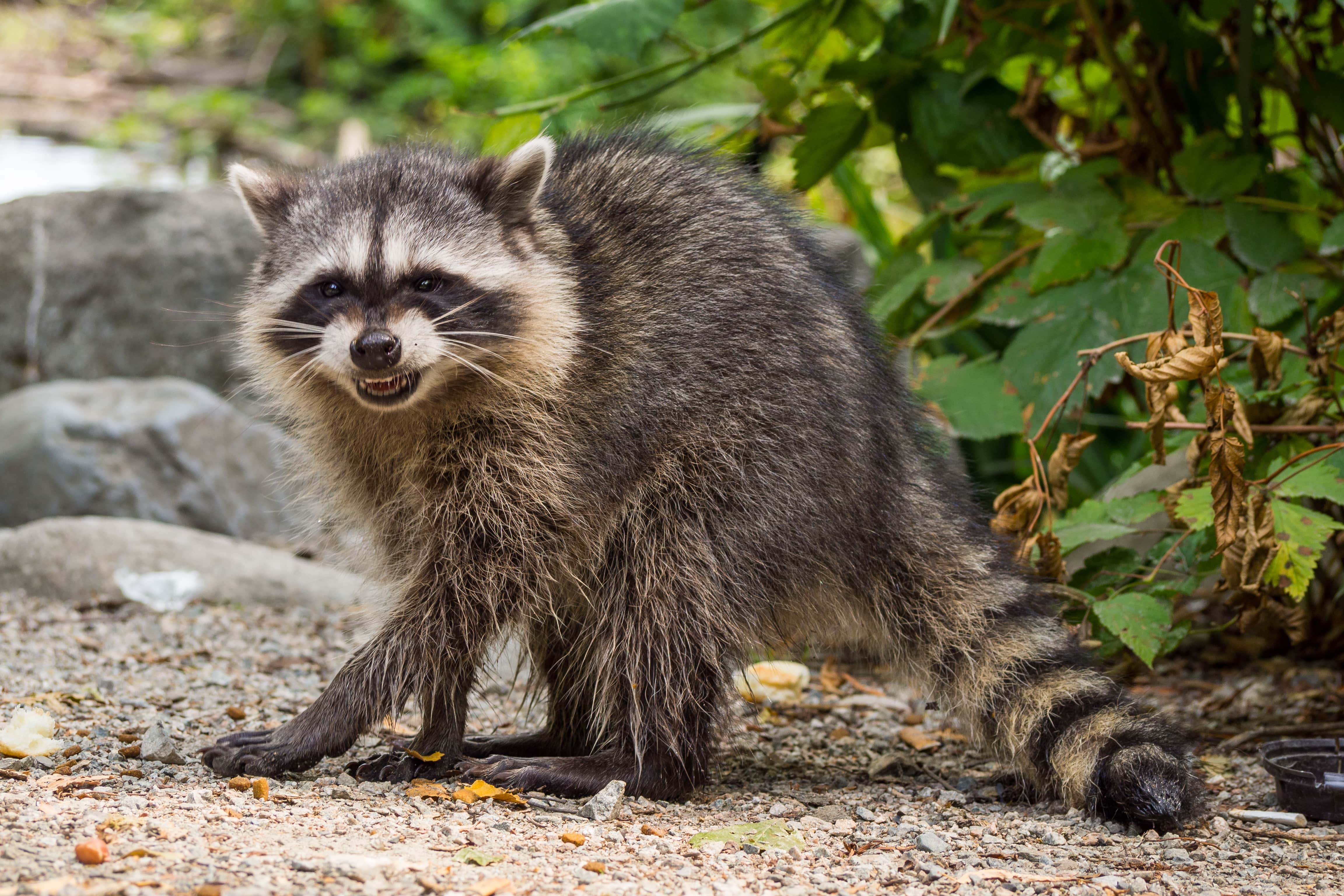 A photo of a raccoon.
